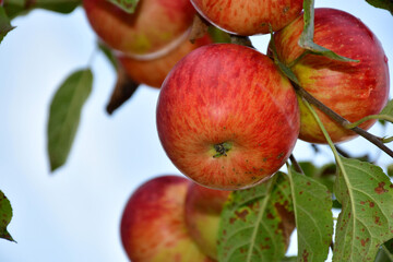 ripe apple on a tree