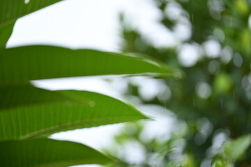 Wall Mural - defocused beautiful green leaf texture in springtime, abstract blur natural background