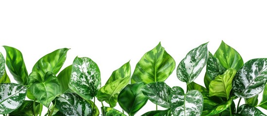 Poster - Leaves from house plants set against a white background. Copy space image. Place for adding text and design