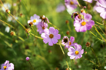 Closeup of a vibrant purple flower with a yellow center in grass