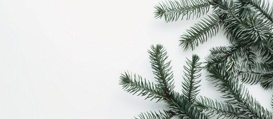 Poster - Single fir branches on a white background Minimalist Christmas design. Copy space image. Place for adding text and design