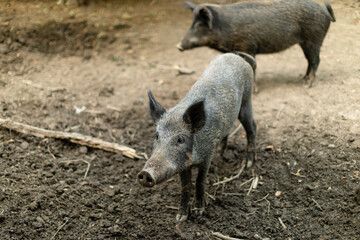 Two wild boars standing on a dirt-covered ground, with one is curiosity in the foreground gazing directly at the camera.The background boar appears slightly out of focus, highlighting the main subject