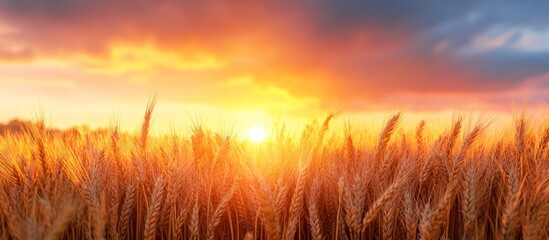 Sticker - Golden wheat field at sunset with dramatic sky.