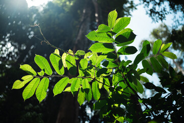 Wall Mural - environmental conservation, emphasizing importance of green leaves and trees in forests, sustainable