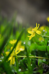 The first yellow flowers of spring.