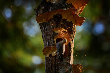 Wall Mural - bird cleaning nest hole. woodpecker from costa rica, hoffmann's woodpecker, melanerpes hoffmannii, b