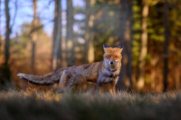 Wall Mural - cute red fox in the autumn forest, sumana, czech republic in europe. wild animal among trees, beauti