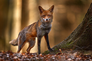 Wall Mural - Autumn nature. Cute Red Fox, Vulpes vulpes in fall forest. Beautiful animal in habitat. Wildlife scene from the wild nature, Germany, Europe. Cute animal in habitat. Orange autumn leaves.