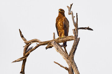 wahlberg's eagle, hieraaetus wahlbergi, brown and black bird of prey in the nature habitat, sitting 
