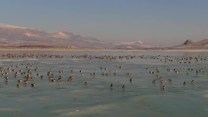 Wall Mural - Ducks swimming in large groups on the icy lake in winter. Ruddy Shelduck, Northern Shoveler. Waterfowl, drone video shooting. karatas Lake, Burdur, Turkey 