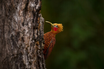 Wall Mural - Beautiful brown bird form tropical mountain forest. Chestnut-coloured Woodpecker, Celeus castaneus, brawn bird with red face from Costa Rica.