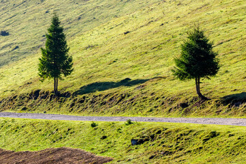 coniferous trees on the grassy hill by the road. autumn scenery in apuseni mountains. sunny morning