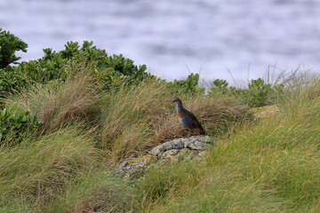 Wall Mural - buff breasted rail