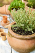 © Robert Kneschke - Potted thyme plant in terracotta pot with gardening tools and herbs in background