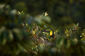 Wall Mural - mexico wildlife, tucan on tree branch. keel-billed toucan, ramphastos sulfuratus, bird with big bill