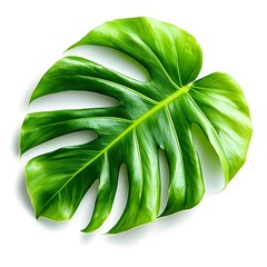 Wall Mural - Bold Tropical Elephant Ear Leaf with Vibrant Green Shades on White Background