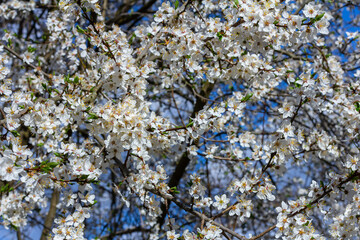 White plum blossom, beautiful white flowers of prunus tree in city garden, detailed macro close up plum branch. White plum flowers in bloom on branch, sweet smell with honey hints