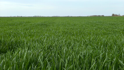 green wheat field in spring in Vojvodina