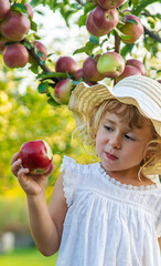 Wall Mural - Child with apples in the garden. selective focus.