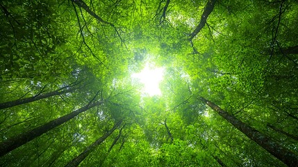 Aufkleber - Sunlight Filtering Through a Lush Tropical Rainforest Canopy   Scenic View of a Vibrant Verdant Ecosystem with Glowing Sunbeams Breaking Through the Foliage