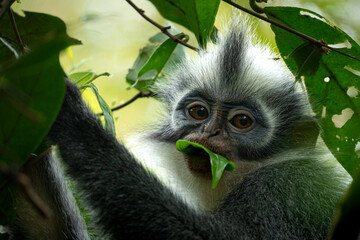 thomas leaf monkey eating