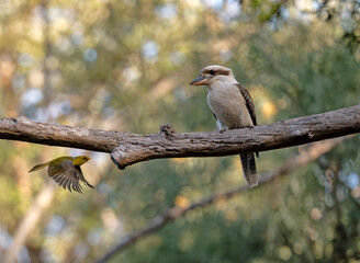 Bell minor bullying a Kookaburra