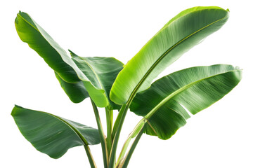 Aufkleber - A large green leafy plant with a long stem. The plant is the main focus of the image ,Isolated on transparent background