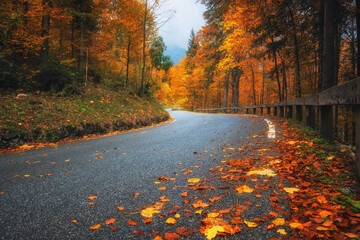 Wall Mural - road with fallen leaves in beautiful forest in golden autumn