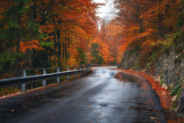 Wall Mural - road in colorful red forest in golden autumn in rainy day