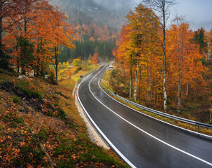 Wall Mural - road in colorful red forest in golden autumn in rainy day