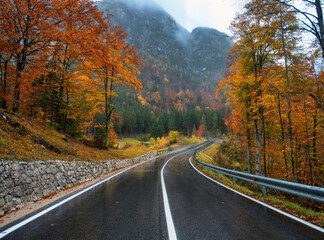 Wall Mural - road in colorful red forest in golden autumn in rainy day