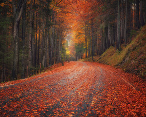 Wall Mural - fallen leaves covering a road in beautiful forest in autumn