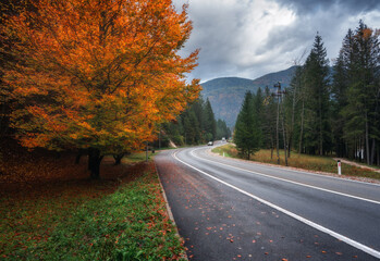 Wall Mural - road and beautiful red tree in golden autumn. empty mountain road