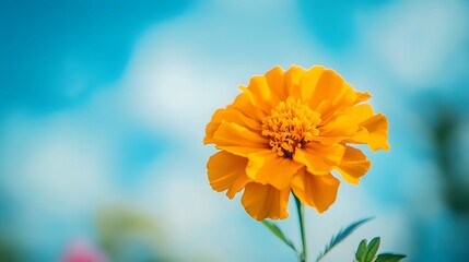 Wall Mural - A close-up of a vibrant marigold flower against a blue sky