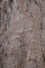 Texture big tree bark background of big tropical tree. Close-up