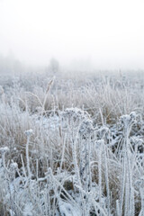 Wall Mural - winter nature background. snowy field with frozen plant stems. beautiful winter or late autumn landscape. field grass in hoarfrost. cold frosty snowy weather.