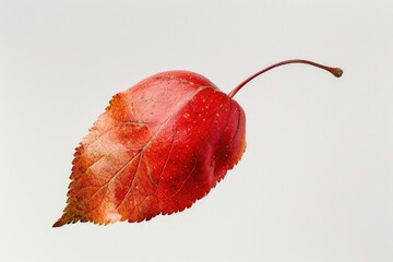 Poster - A lone red leaf on a white background, perfect for fall-themed designs and compositions
