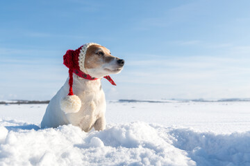 Wall Mural - White jack russel terrier puppy in santa's red hat on snowy field at sunrise. Christmas and New Year greeting card