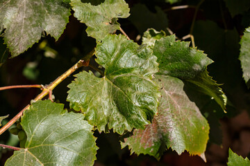 Grapes in the courtyard of the house at the end of the season