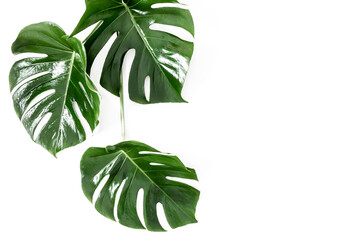 Wall Mural - tropical palm leaves monstera isolated on white background. flat lay, top view, copy space