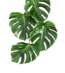 Wall Mural - tropical palm leaves monstera isolated on white background. flat lay, top view, copy space