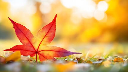 A close up of a vibrant red maple leaf resting on the ground