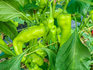 Green bell pepper plantation with plastic film placed over the ground, Sweet pepper plant in a farmer's field, paprika