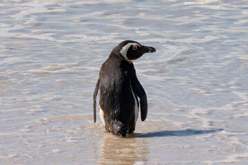 african penguin, boulders beach near simons town, south africa