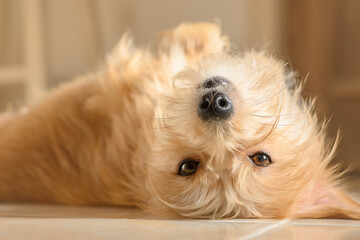 Furry beige dog lying on its back looking at the camera