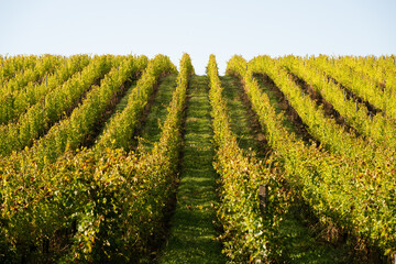 Wall Mural - Sunset landscape bordeaux wineyard france, europe Nature. High quality photo