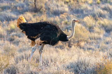 Ostrich in Kgalagadi Transfrontier Park, South Africa