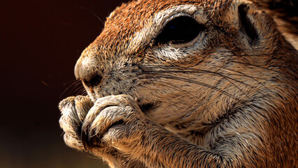 Cape ground squirrel in Kgalagadi Transfrontier Park, South Africa