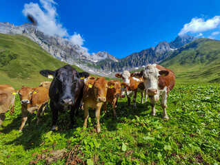 Cows grazing at Blackenalp over Engelberg in the Swiss alps