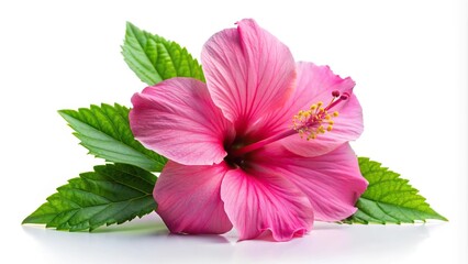 Wall Mural - Pink hibiscus flower silhouette on white background